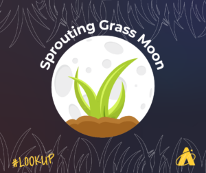 Adler Planetarium's Look Up graphic showing a full Moon. It is white with light grey craters. There is a pile of brown dirt in front of the Moon with green grass sprouting. The words "Sprouting Grass Moon" are above the Moon.