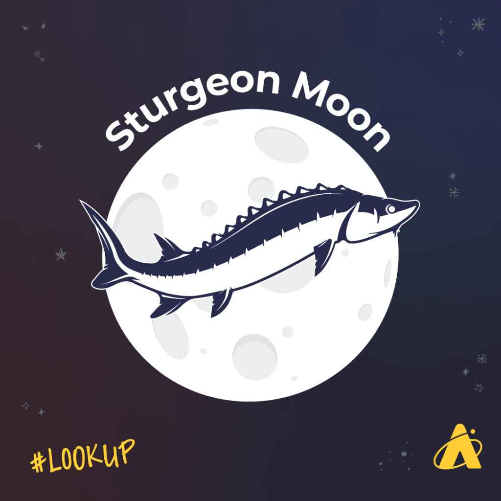 Adler Planetarium's Lookup graphic showing a full white moon, a sturgeon fish appears in front of the Moon and the words "Sturgeon Moon" appear above it. The background is a dark night sky with hand drawn stars. The Adler monogram is in the lower right corner and "#LookUp" is in the lower left corner.