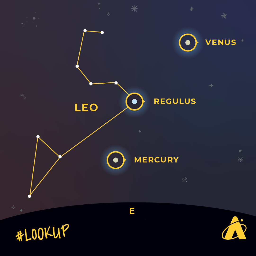 Adler Planetarium infographic illustrating the star Regulus, from the constellation Leo, positioned in between the planets Venus and Mercury in the eastern sky on September 11, 2023.