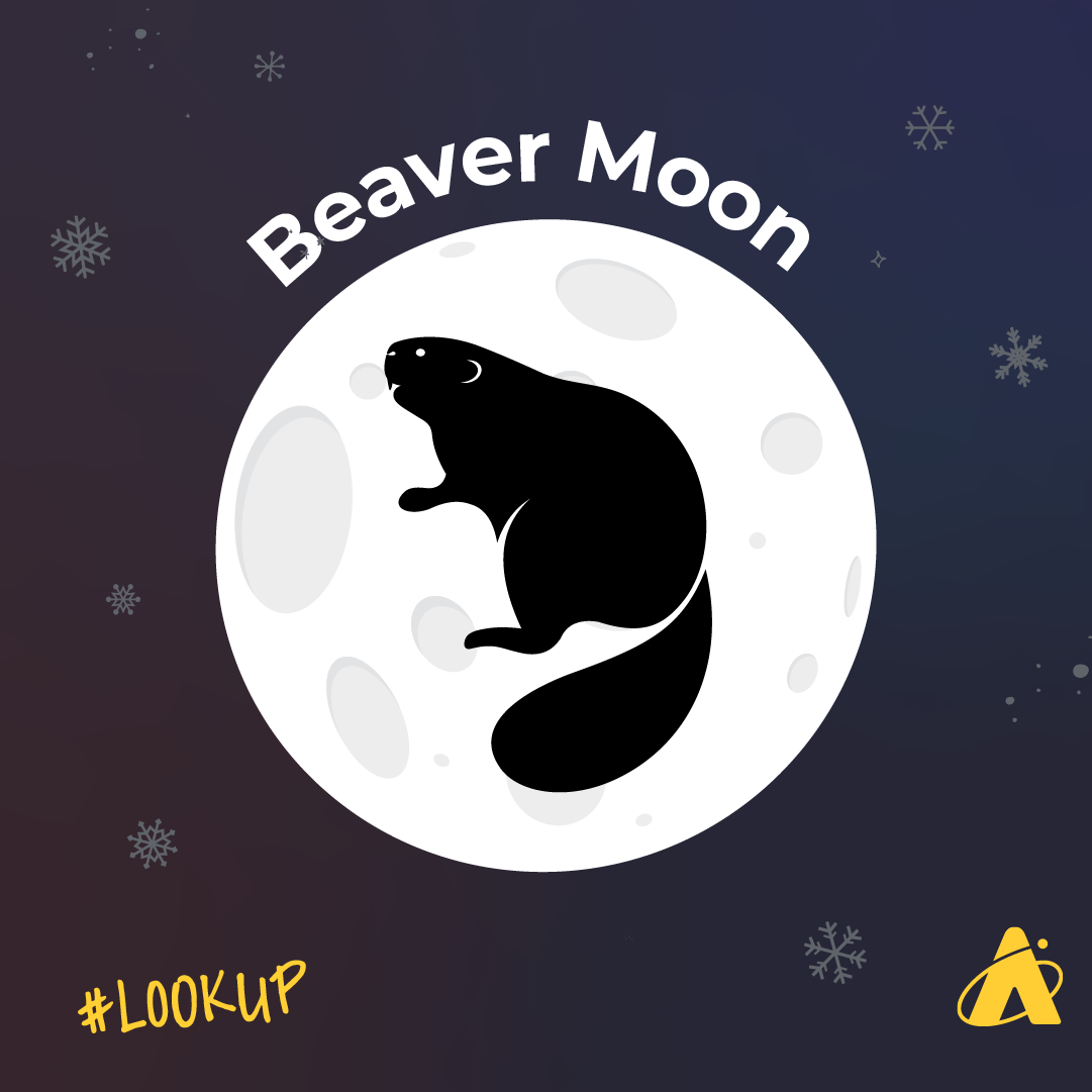 Adler Planetarium infographic depicting the November full Moon, nicknamed the beaver Moon or the frost Moon. The full beaver Moon rises on November 27, 2023.