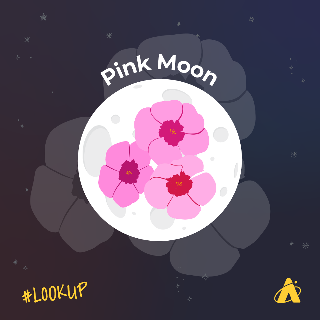 Adler Planetarium infographic depicting the April full Moon, nicknamed the Pink Moon, on April 23, 2024. The illustration shows three bright pink flowers in the center of the full Moon with text that reads “Pink Moon”.