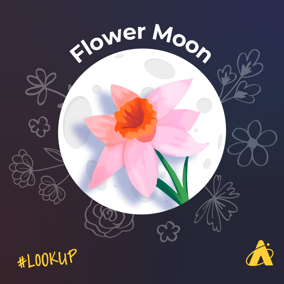 Adler Planetarium Infographic depicting the full flower Moon, which rises on May 23, 2024.