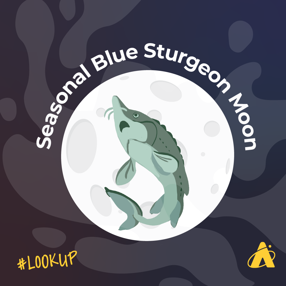 Adler Planetarium infographic depicting the seasonal blue sturgeon full Moon. The Moon appears with a greenish-gray sturgeon fish on its surface. A watery texture is on the dark blue background. The text “#LOOKUP” is in the bottom left corner and the Adler Planetarium’s logo is in the bottom right corner.