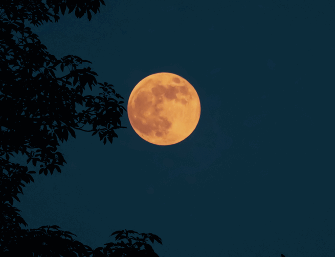 A bright full Moon with an orange hue appears surrounded by tree branches in the night sky.