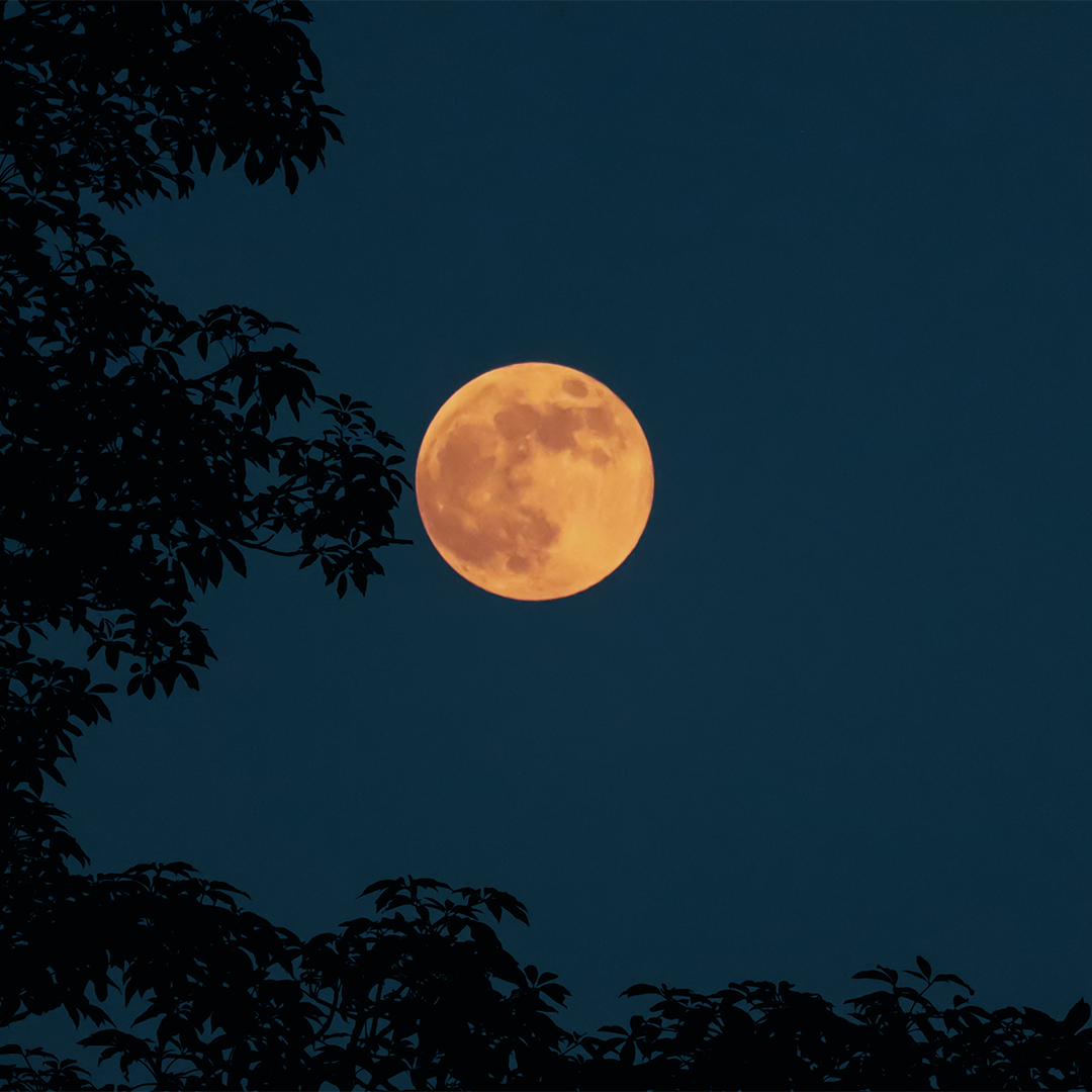 A bright full Moon with an orange hue appears surrounded by tree branches in the night sky.