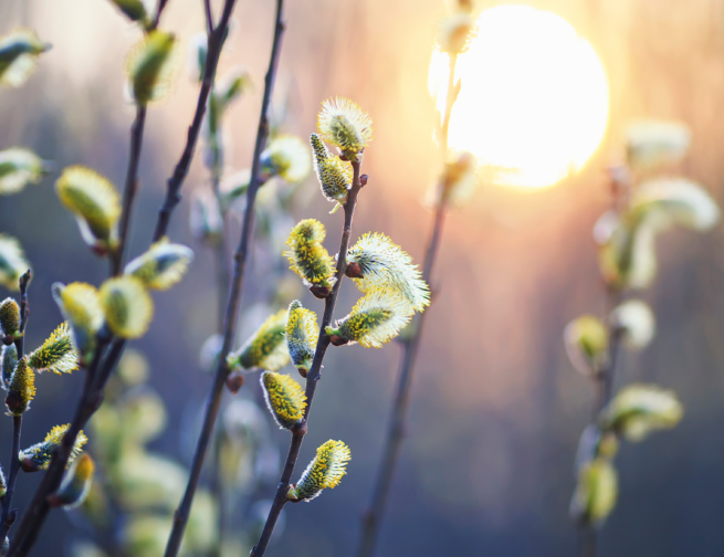 Sprigs of wildflower buds are backlit by the light of the setting Sun, tinting the scene with a purple, golden hue.