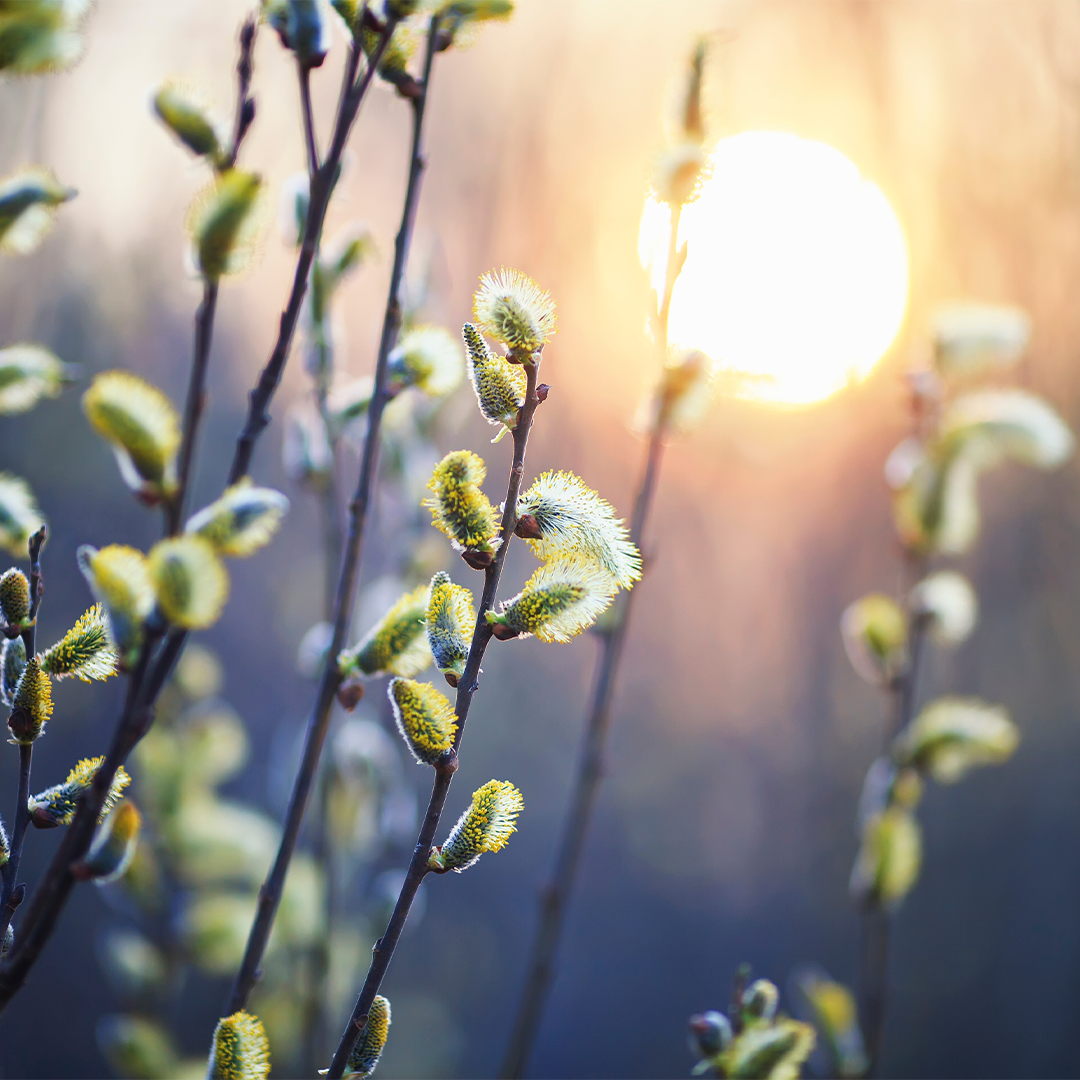 Sprigs of wildflower buds are backlit by the light of the setting Sun, tinting the scene with a purple, golden hue.