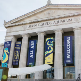 Shedd Aquarium