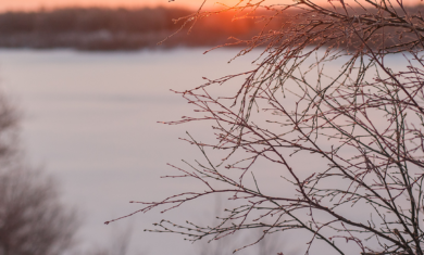 A winter landscape where the Sun shines through branches of a frozen tree, during sunset on the winter solstice.