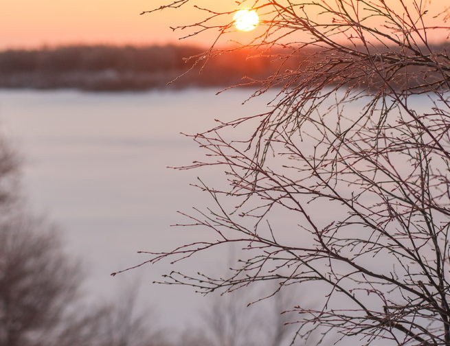 A winter landscape where the Sun shines through branches of a frozen tree, during sunset on the winter solstice.