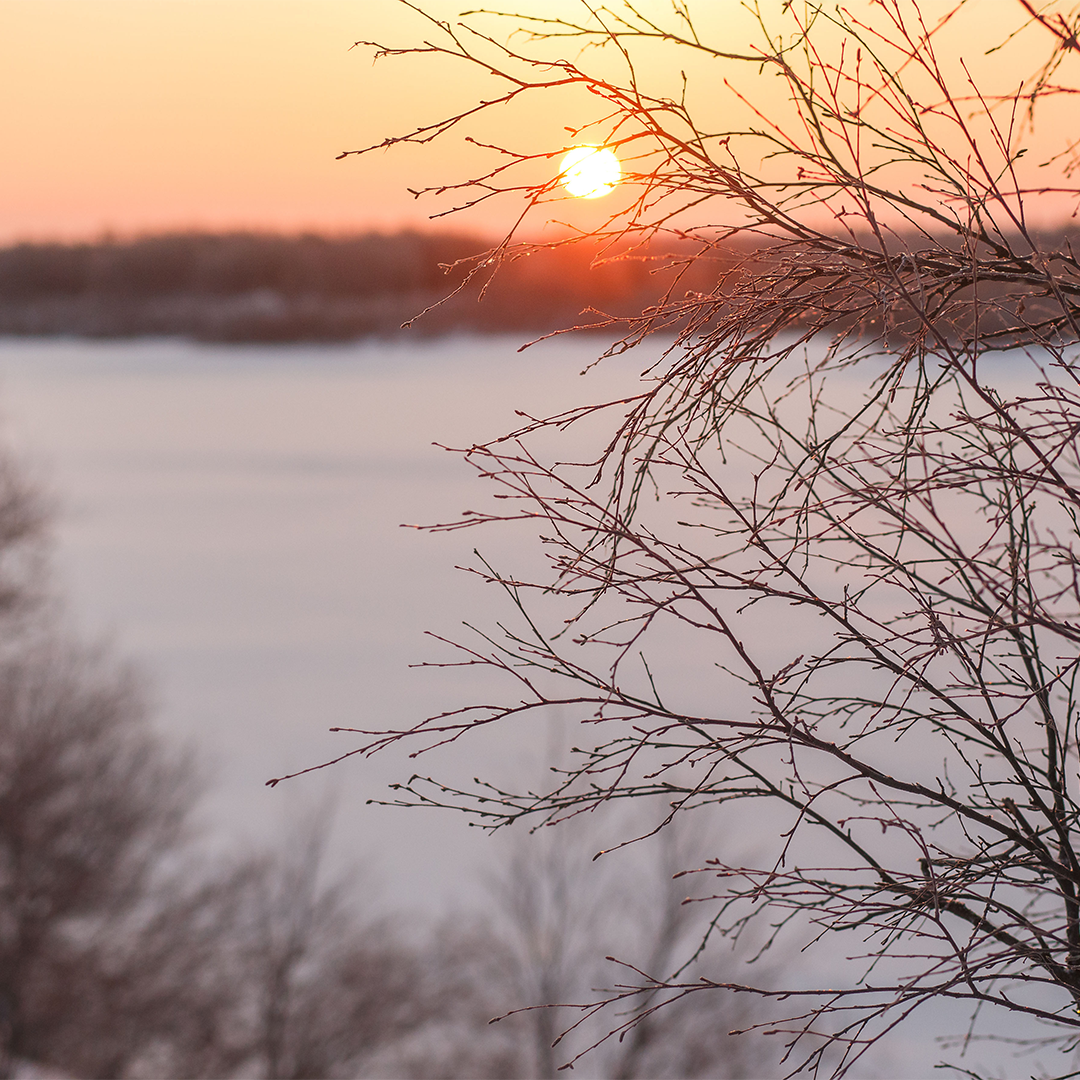 A winter landscape where the Sun shines through branches of a frozen tree, during sunset on the winter solstice.