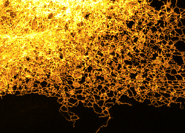 Endoplasmic reticulum from Etch A Cell Adler Zooniverse Citizen Science Project