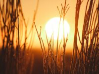 The Sun glowing in the sky, with foliage accenting the bright orange and yellow sky. Image credit: Jeremy Bishop via Unsplash