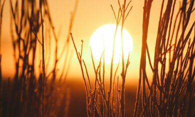 The Sun glowing in the sky, with foliage accenting the bright orange and yellow sky. Image credit: Jeremy Bishop via Unsplash