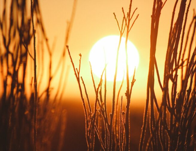 The Sun glowing in the sky, with foliage accenting the bright orange and yellow sky. Image credit: Jeremy Bishop via Unsplash