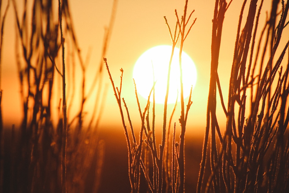 The Sun glowing in the sky, with foliage accenting the bright orange and yellow sky. Image credit: Jeremy Bishop via Unsplash